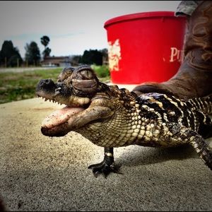 Meet your Posher, Thomas